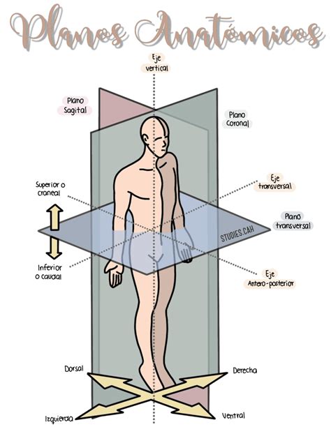 planos y ejes anatomicos-4